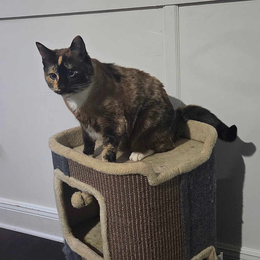 Ashes is registered to the contest to win money with this photo: cat, tortoiseshell_cat, cat_tower, pet, indoor, feline, animal, curious, perched, cozy, home, floor, wall, shadow, playful, domestic, cute, sitting, fur, whiskers
