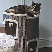 Ashes is registered to the contest to win money with this photo: cat, cat_tower, indoor, furniture, pet, relaxed, animal, home, cozy, resting, brown_cat, multi_level, wall, floor, soft_lighting, domestic, cute, play_area, toy_ball, window_light
