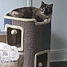 cat, cat_tower, indoor, furniture, pet, relaxed, animal, home, cozy, resting, brown_cat, multi_level, wall, floor, soft_lighting, domestic, cute, play_area, toy_ball, window_light