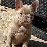 Dior joined the competition — help win amazing prizes! animal, beige, brown, cute, dog, ears, french_bulldog, outdoor, patio, paws, pet, portrait, puppy, serious_expression, shadow, short_coat, sitting, sunlight, wicker_chair, wrinkles