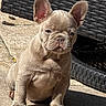 animal, beige, brown, cute, dog, ears, french_bulldog, outdoor, patio, paws, pet, portrait, puppy, serious_expression, shadow, short_coat, sitting, sunlight, wicker_chair, wrinkles