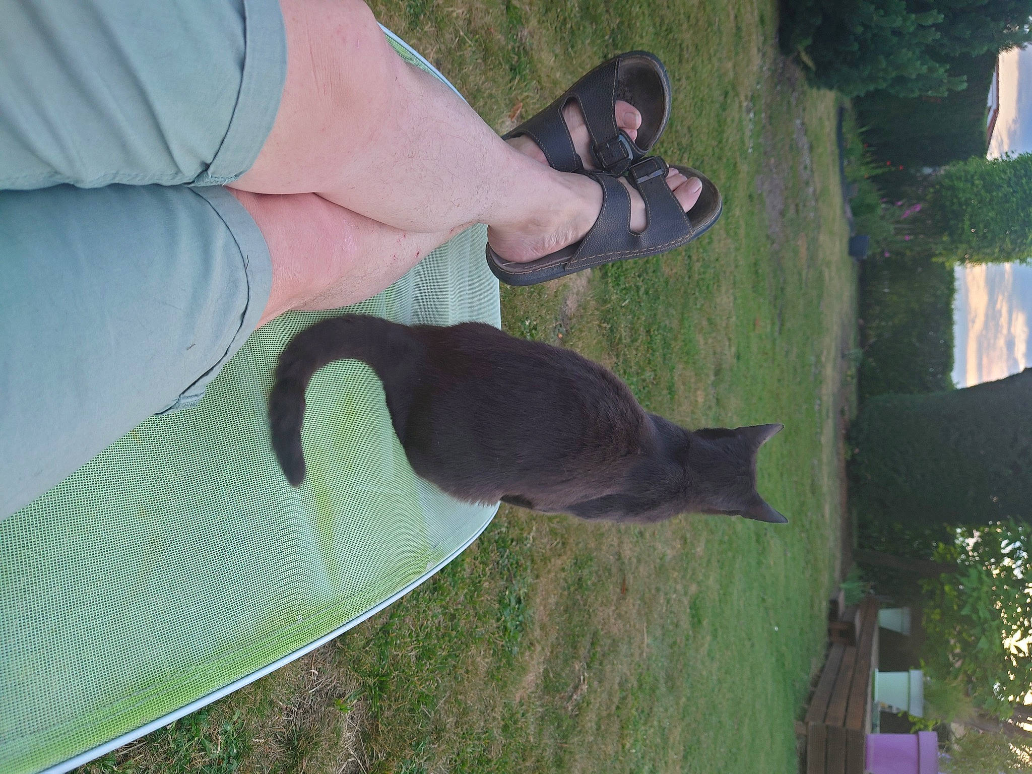 Basile participe au concours pour gagner de l'argent avec cette photo : ankle, bat, fashion_accessory, foot, gesture, grass, human_leg, knee, outdoor_shoe, plant, sandal, slipper, tail, terrestrial_animal, tree