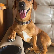Buddy is registered to the contest to win money with this photo: dog, brown_dog, tongue_out, happy, couch, indoor, pet, animal, paw, collar, relaxed, beige_couch, furniture, smiling_dog, canine, domestic_animal, companion, cute, sitting, friendly