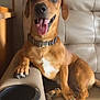 dog, brown_dog, tongue_out, happy, couch, indoor, pet, animal, paw, collar, relaxed, beige_couch, furniture, smiling_dog, canine, domestic_animal, companion, cute, sitting, friendly