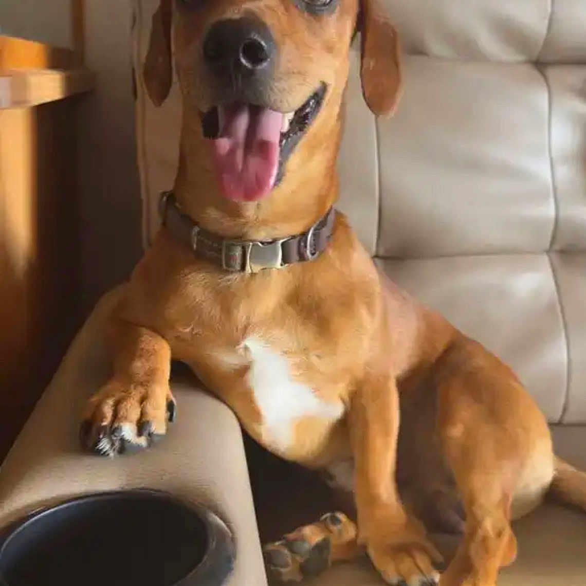 Buddy is registered to the contest to win money with this photo: animal, beige_couch, brown_dog, canine, collar, companion, couch, cute, dog, domestic_animal, friendly, furniture, happy, indoor, paw, pet, relaxed, sitting, smiling_dog, tongue_out