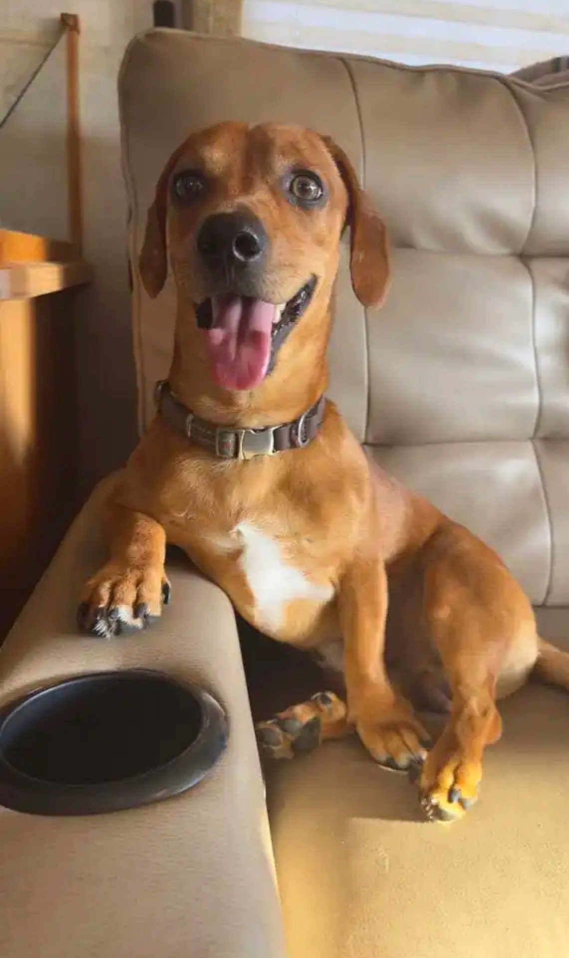 Buddy is registered to the contest to win money with this photo: dog, brown_dog, tongue_out, happy, couch, indoor, pet, animal, paw, collar, relaxed, beige_couch, furniture, smiling_dog, canine, domestic_animal, companion, cute, sitting, friendly