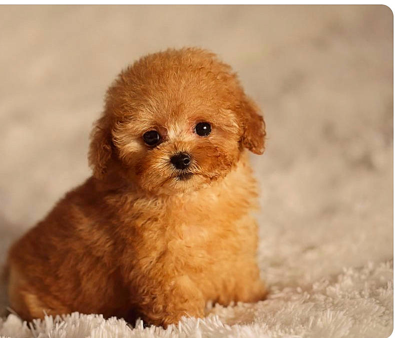 Foo Foo Williams James Johnson I is registered to the contest to win money with this photo: ancient_dog_breeds, canidae, carnivore, companion_dog, dog, dog_breed, eye, fawn, fur, liver, maltepoo, non_sporting_group, poodle_crossbreed, puppy_love, snout, sporting_group, terrestrial_animal, toy_dog, whiskers, working_animal