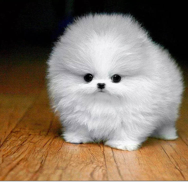 Sir Gilliam is registered to the contest to win money with this photo: canidae, companion_dog, corgi_chihuahua, dog_breed, eye, fawn, flooring, fur, hardwood, head, non_sporting_group, plank, snout, still_life_photography, tail, toy_dog, varnish, whiskers, wood, wood_stain