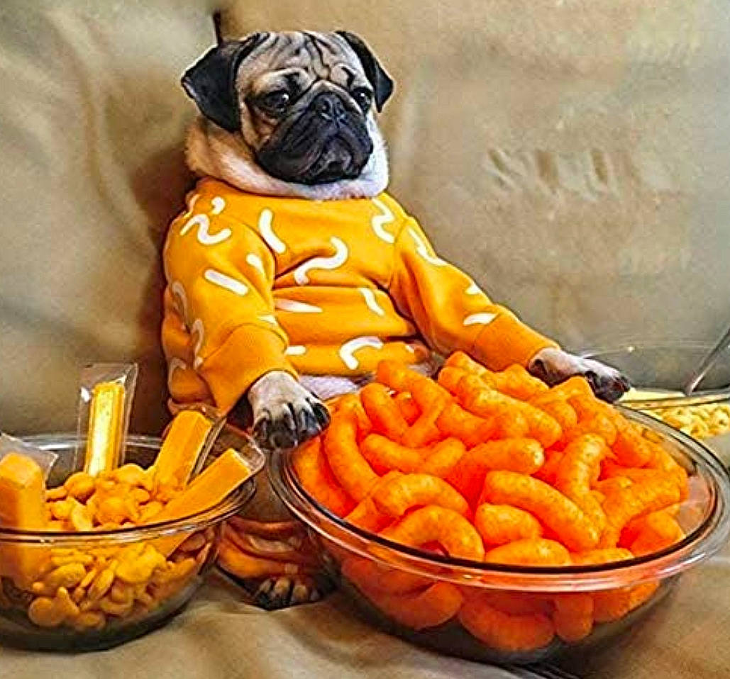 Turdbird I joined the competition — help win amazing prizes! carnivore, companion_dog, cuisine, dish, dog, dog_breed, dog_supply, fawn, food, ingredient, natural_foods, orange, plant, pug, recipe, snout, tableware, toy, toy_dog, working_animal