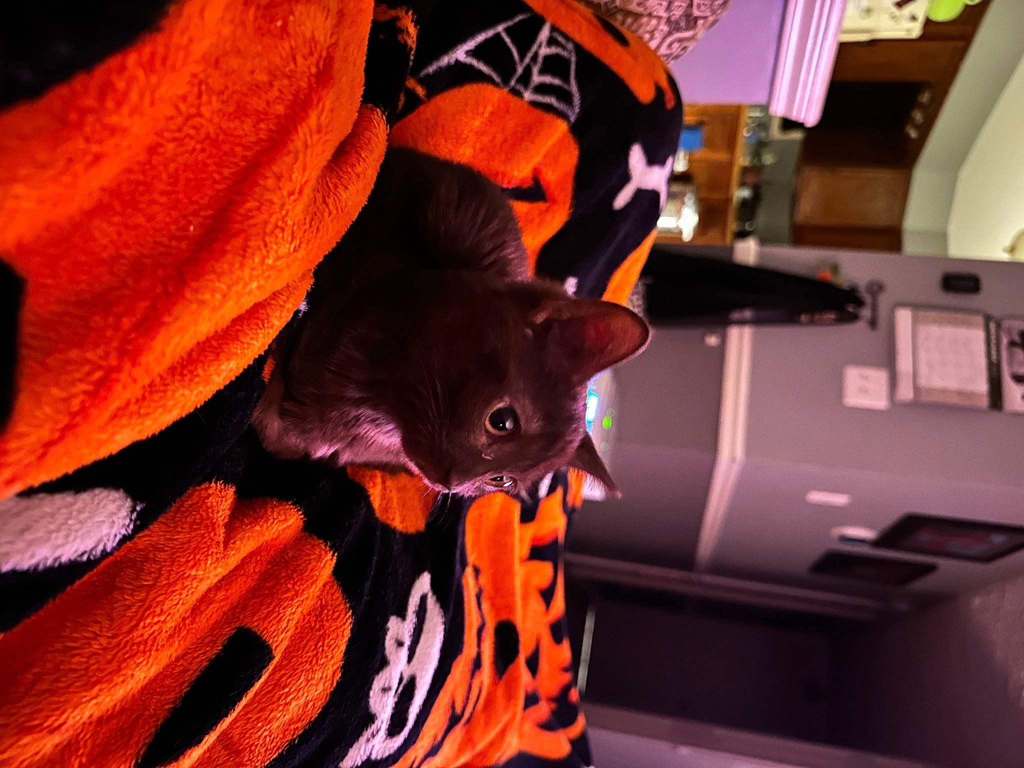 Cannoli is registered to the contest to win money with this photo: auto_part, automotive_exterior, automotive_lighting, carmine, carnivore, cat, fashion_accessory, felidae, fictional_character, fur, magenta, orange, personal_protective_equipment, petal, plant, purple, small_to_medium_sized_cats, tail, vehicle_door, whiskers