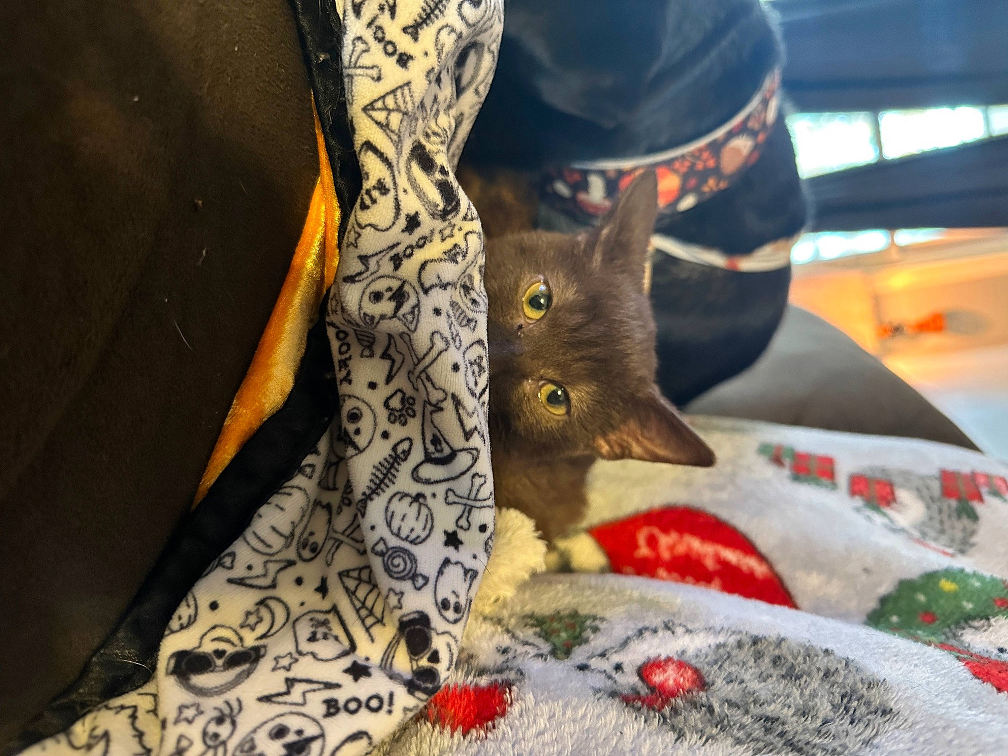 Cannoli is registered to the contest to win money with this photo: bed_sheet, carmine, carnivore, cat, christmas_ornament, domestic_short_haired_cat, felidae, fur, grey, human_leg, illustration, linens, pattern, room, sleeve, small_to_medium_sized_cats, tail, textile, tree, whiskers