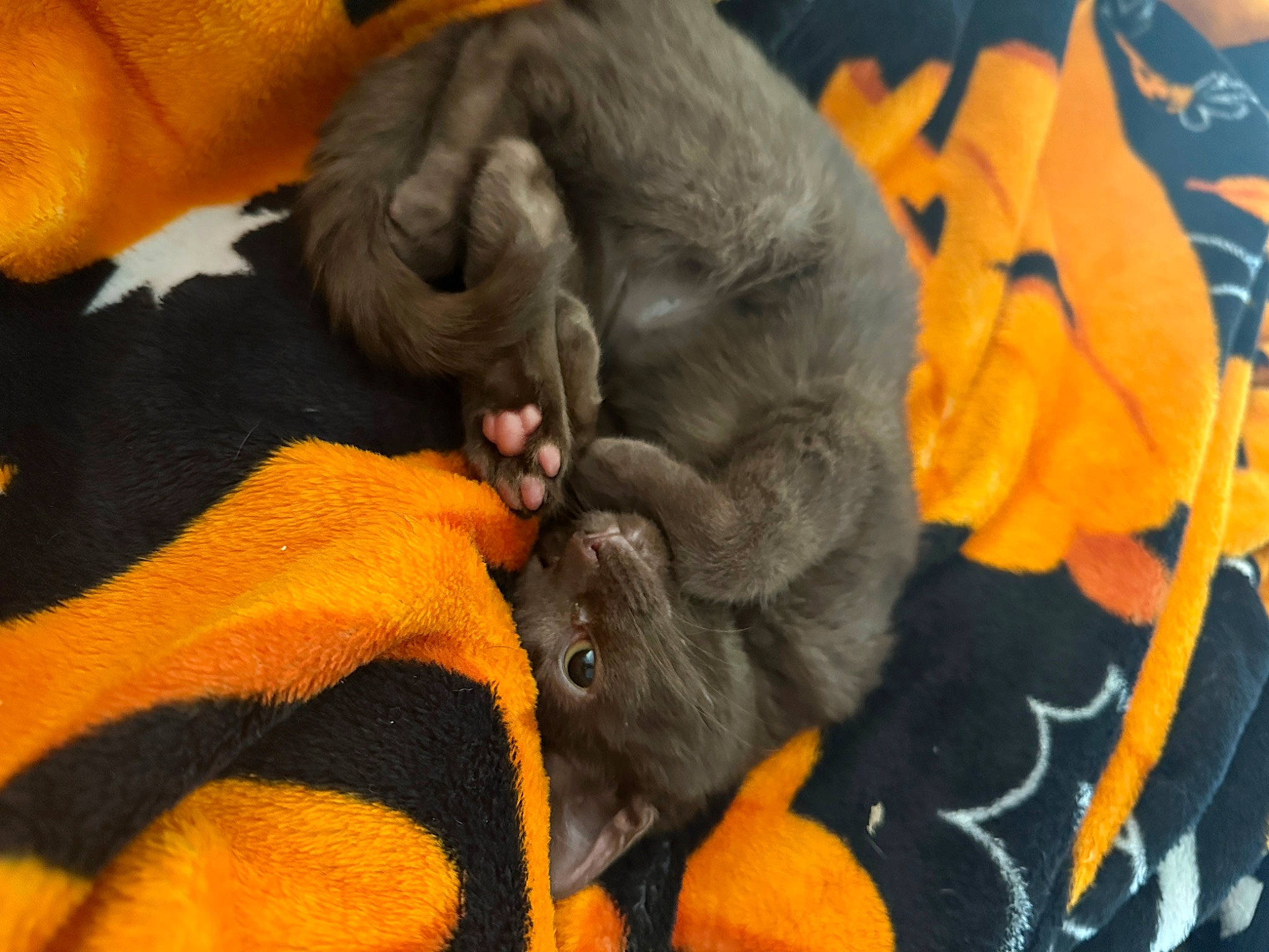 Cannoli is registered to the contest to win money with this photo: canidae, carnivore, comfort, companion_dog, dog, dog_breed, felidae, fur, nap, orange, paw, primate, snout, sporting_group, tail, terrestrial_animal, wildlife, working_animal