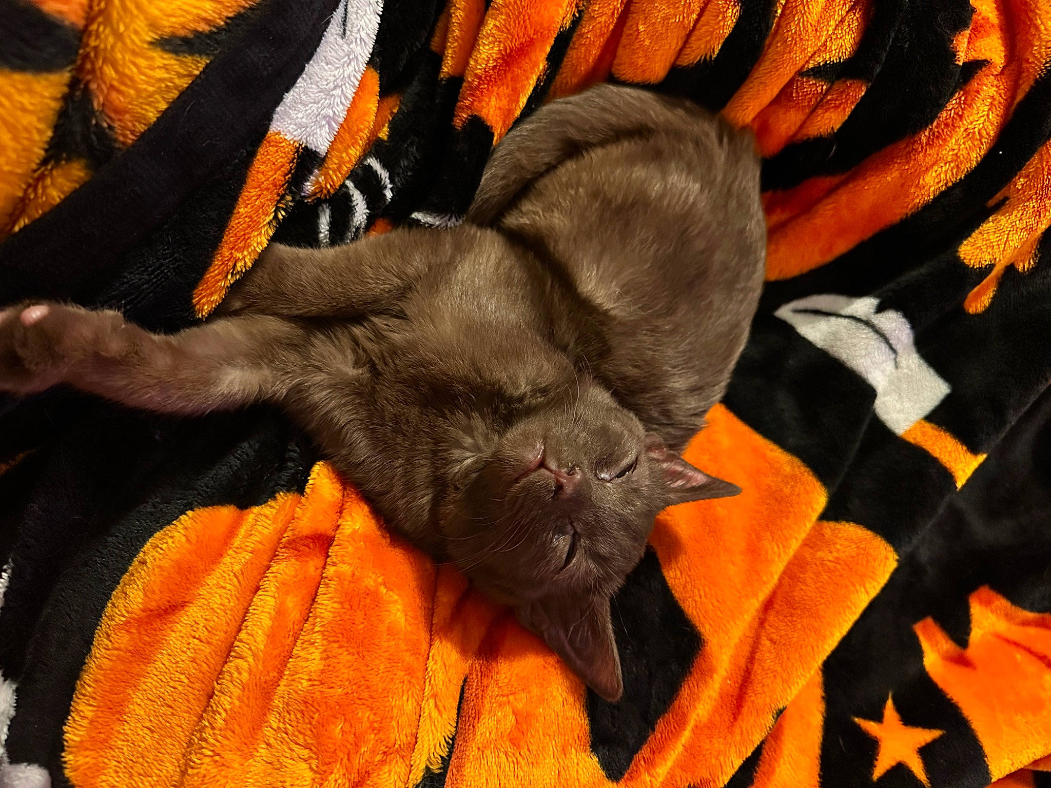 Cannoli is registered to the contest to win money with this photo: canidae, carmine, carnivore, comfort, companion_dog, dog, dog_breed, fawn, fur, linens, nap, orange, pattern, paw, sleep, sporting_group, tail, toy_dog, wildlife, working_animal