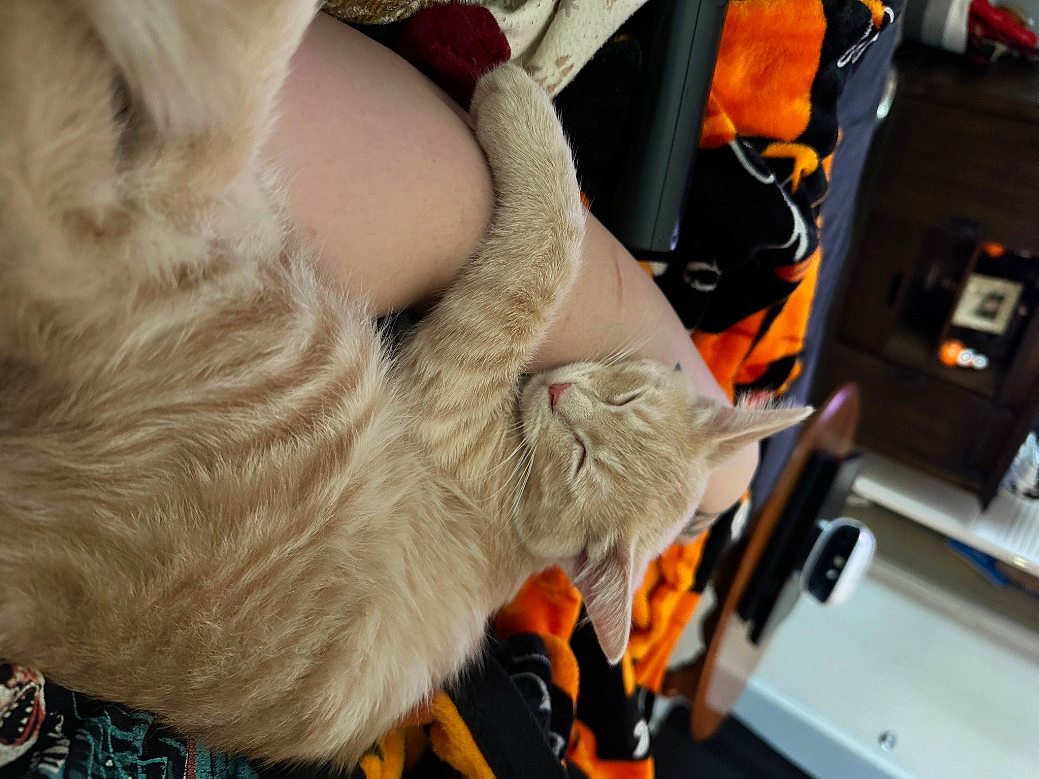 Oni is registered to the contest to win money with this photo: carnivore, cat, claw, domestic_short_haired_cat, fawn, felidae, foot, fur, gesture, human_leg, lap, machine, nail, paw, small_to_medium_sized_cats, snout, tail, thigh, whiskers