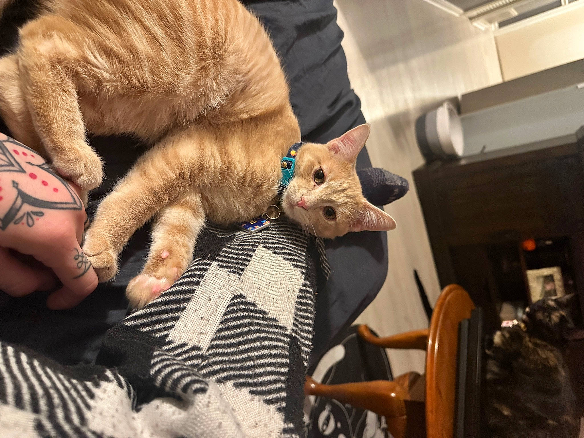 Oni joined the competition — help win amazing prizes! bed, canidae, carnivore, cat, chair, comfort, companion_dog, domestic_short_haired_cat, fawn, felidae, fur, gesture, linens, nail, paw, small_to_medium_sized_cats, snout, whiskers, wood, wrinkle