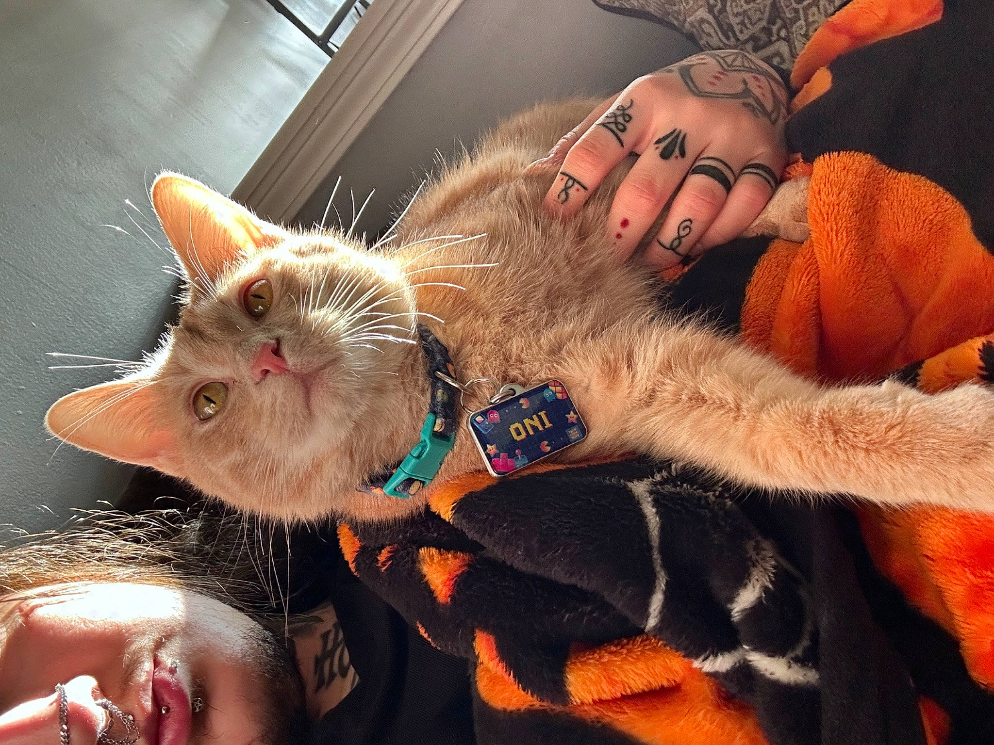 Oni joined the competition — help win amazing prizes! carnivore, cat, claw, collar, comfort, domestic_short_haired_cat, ear, fashion_accessory, fawn, felidae, fur, glasses, lap, nail, paw, selfie, small_to_medium_sized_cats, snout, tail, whiskers
