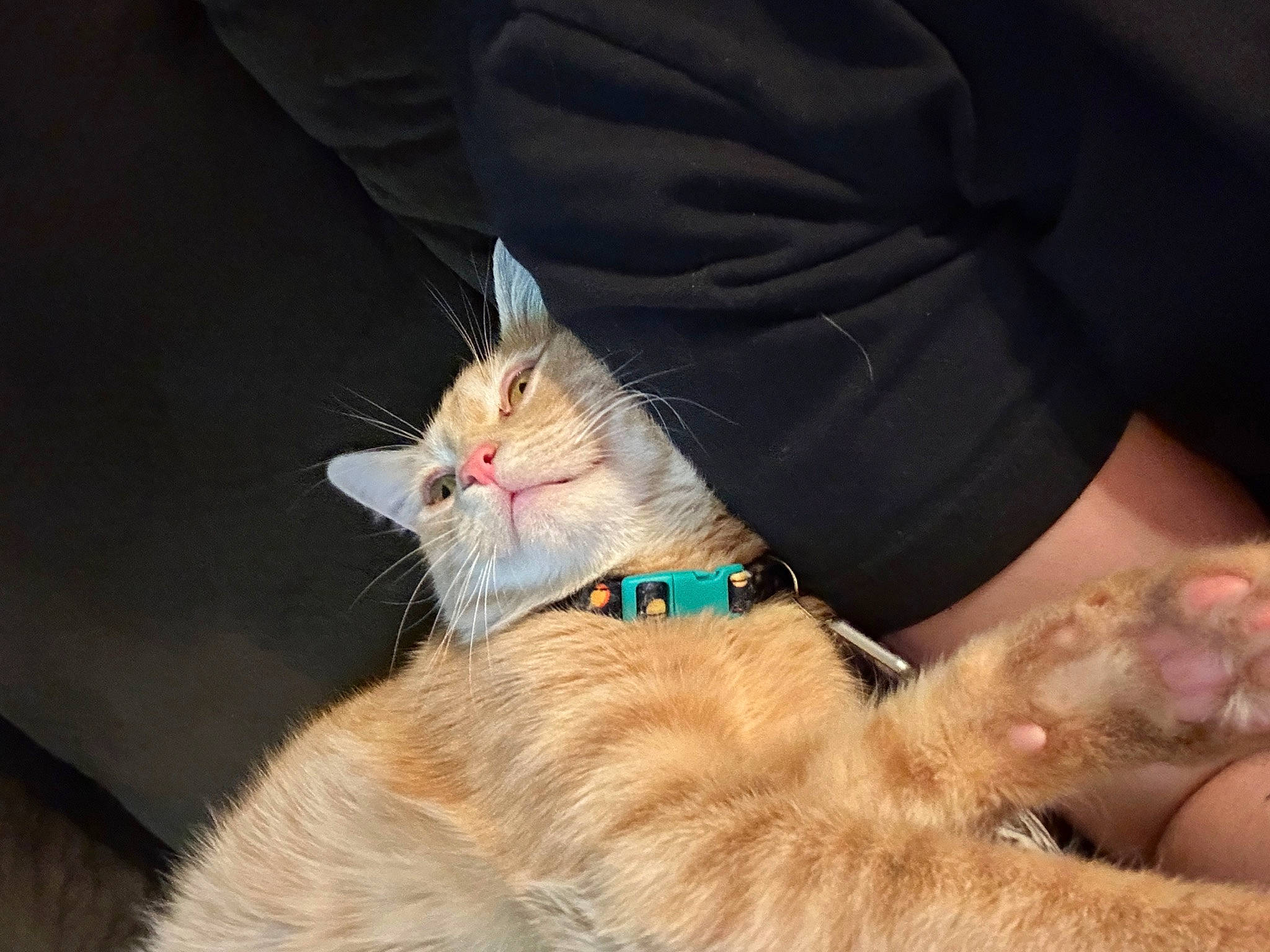 Oni is registered to the contest to win money with this photo: canidae, carnivore, cat, claw, collar, domestic_short_haired_cat, electric_blue, fawn, felidae, fur, gesture, human_leg, lap, paw, sitting, small_to_medium_sized_cats, tail, whiskers