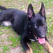 Diamond joined the competition — help win amazing prizes! dog, black_dog, blue_eye, heterochromia, grass, outdoor, pet, tongue_out, alert, ears_up, lying_down, canine, animal, nature, playful, young_dog, fur, collar, paw, ground