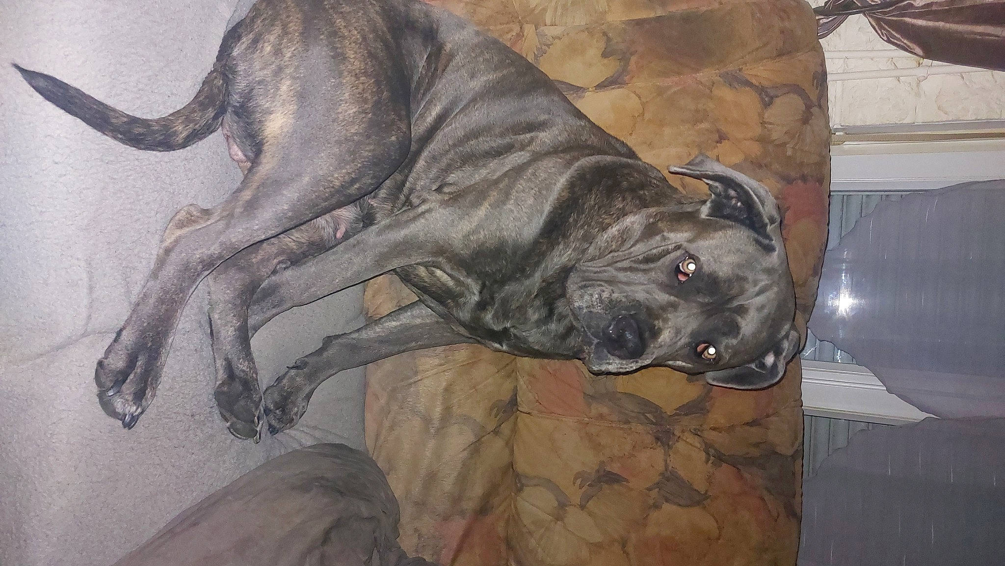 Shana participe au concours pour gagner de l'argent avec cette photo : art, canidae, carnivore, companion_dog, dog, dog_breed, dogo_sardesco, fawn, grey, guard_dog, liver, painting, snout, sporting_group, tail, terrestrial_animal, whiskers, working_animal, working_dog, wrinkle