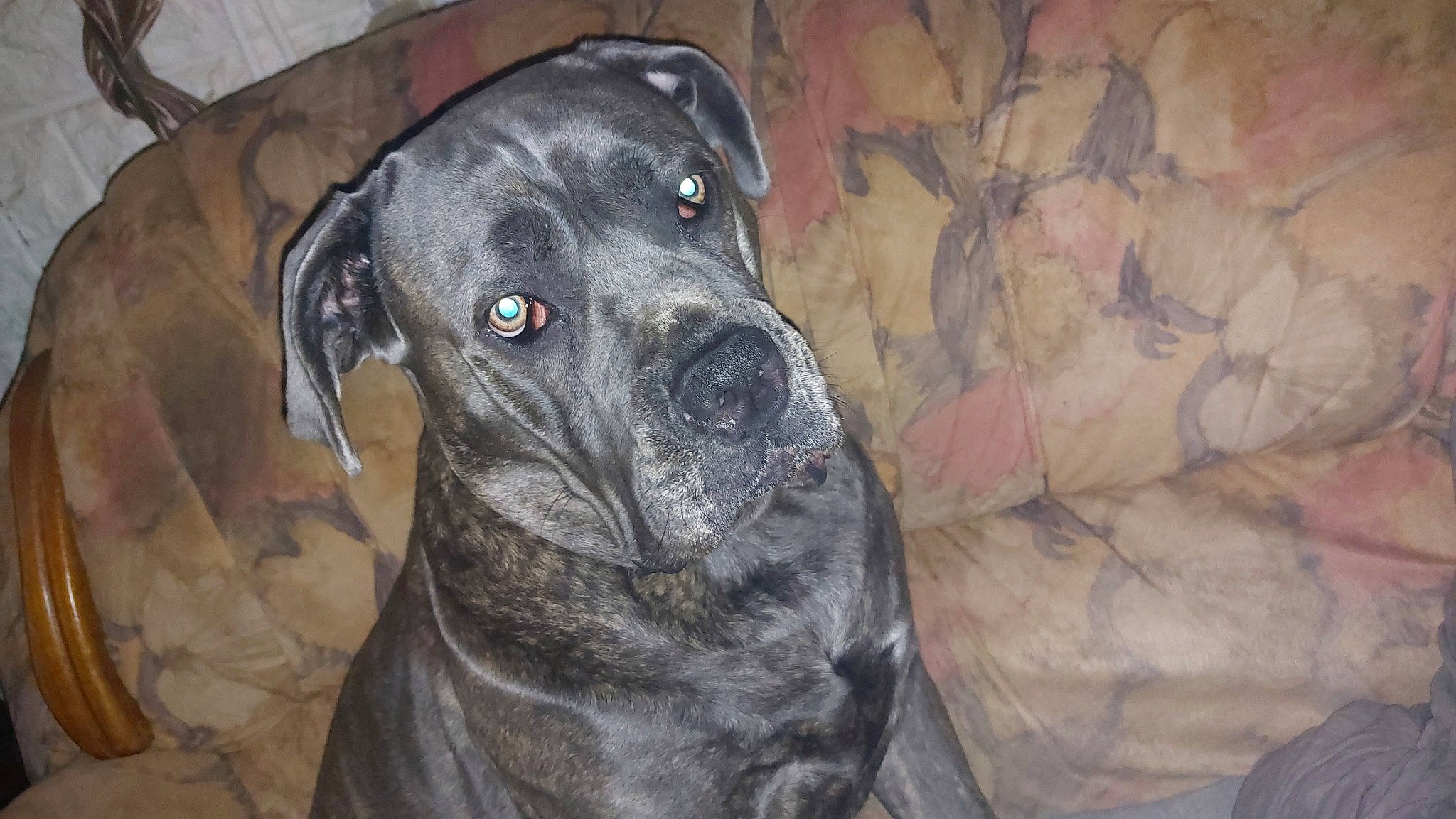 Shana participe au concours pour gagner de l'argent avec cette photo : borador, canidae, carnivore, companion_dog, dog, dog_breed, fawn, fur, guard_dog, gun_dog, hunting_dog, non_sporting_group, snout, sporting_group, terrestrial_animal, whiskers, working_animal, working_dog