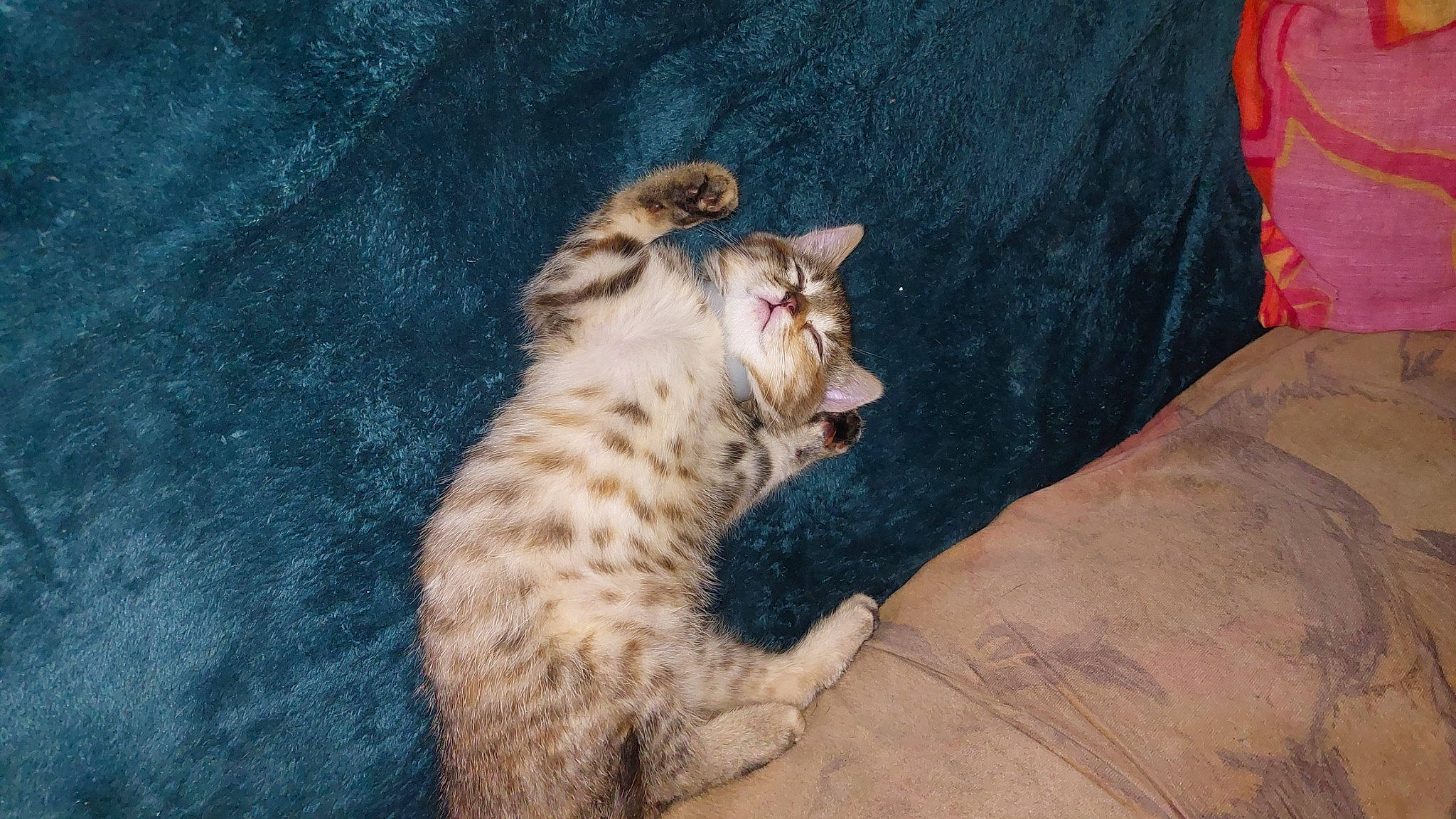 Youna participe au concours pour gagner de l'argent avec cette photo : carnivore, cat, claw, comfort, domestic_short_haired_cat, fawn, felidae, foot, fur, paw, small_to_medium_sized_cats, snout, tail, terrestrial_animal, whiskers, wildlife