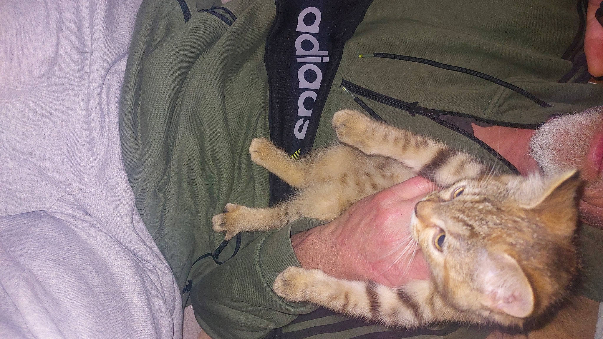 Youna participe au concours pour gagner de l'argent avec cette photo : canidae, carnivore, cat, claw, comfort, domestic_short_haired_cat, fawn, felidae, foot, fur, gesture, human_leg, lap, leg, nap, paw, sleeve, small_to_medium_sized_cats, textile, whiskers