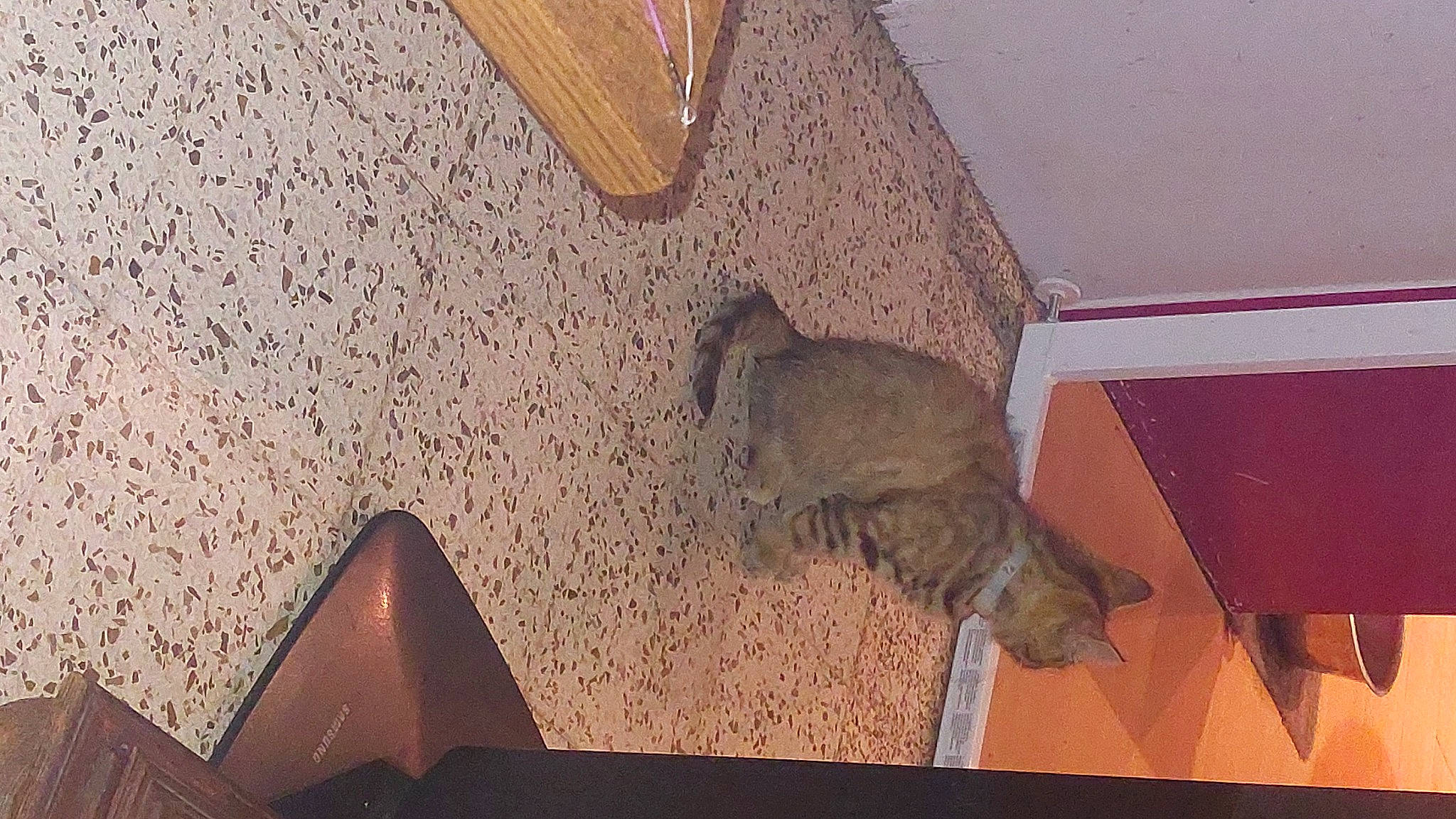 Youna participe au concours pour gagner de l'argent avec cette photo : brown, building, carnivore, cat, ceiling, cone, fawn, felidae, floor, flooring, grey, hardwood, interior_design, small_to_medium_sized_cats, tail, tints_and_shades, triangle, wall, wood, wood_stain