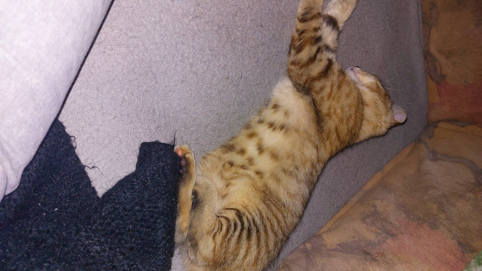 Youna a rejoint le concours — aidez-le/la à gagner de superbes lots ! asphalt, carnivore, cat, claw, comfort, domestic_short_haired_cat, fawn, felidae, flooring, fur, hardwood, paw, road_surface, small_to_medium_sized_cats, snout, tail, terrestrial_animal, whiskers, wildlife, wood