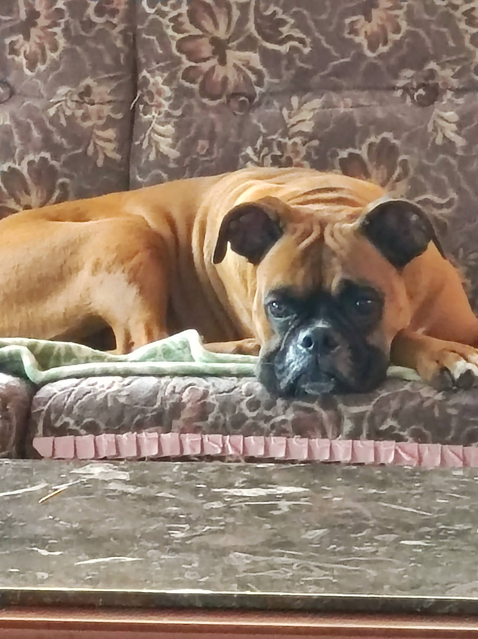 Diane participe au concours pour gagner de l'argent avec cette photo : bored, boxer, canidae, carnivore, comfort, companion_dog, dog, dog_breed, dog_supply, fawn, hardwood, mammal, snout, sporting_group, terrestrial_animal, vertebrate, wood, working_animal, working_dog, wrinkle
