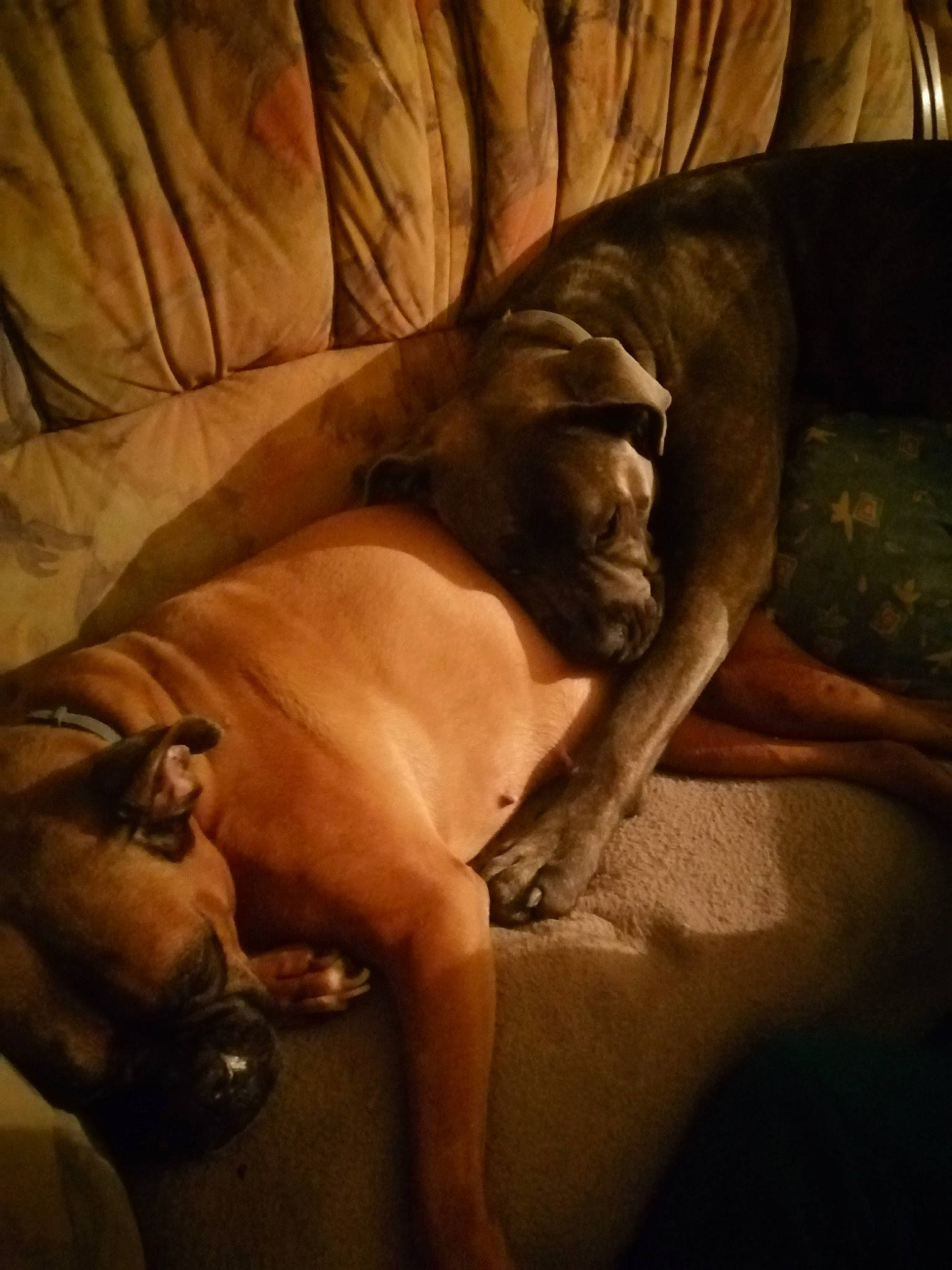 Diane participe au concours pour gagner de l'argent avec cette photo : canidae, carnivore, cloud, comfort, companion_dog, dog, dog_breed, fawn, flesh, hardwood, human_leg, liver, mammal, nap, snout, sporting_group, tail, toy_dog, working_animal, wrinkle