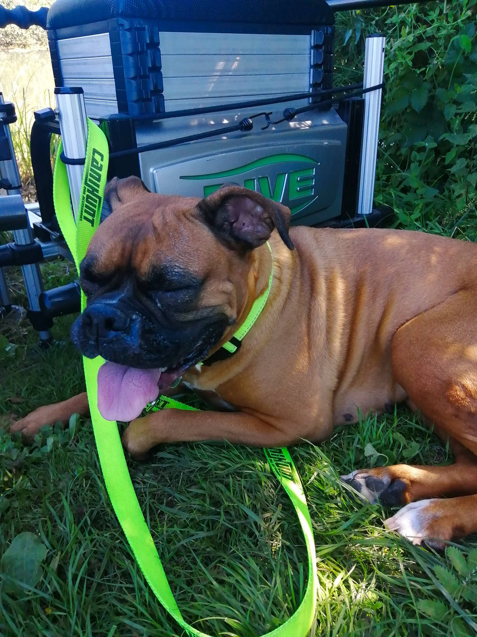 Diane a rejoint le concours — aidez-le/la à gagner de superbes lots ! biting, canidae, carnivore, chair, collar, companion_dog, dog, dog_breed, dog_collar, fawn, grass, guard_dog, liver, molosser, plant, snout, sporting_group, working_animal, working_dog, wrinkle