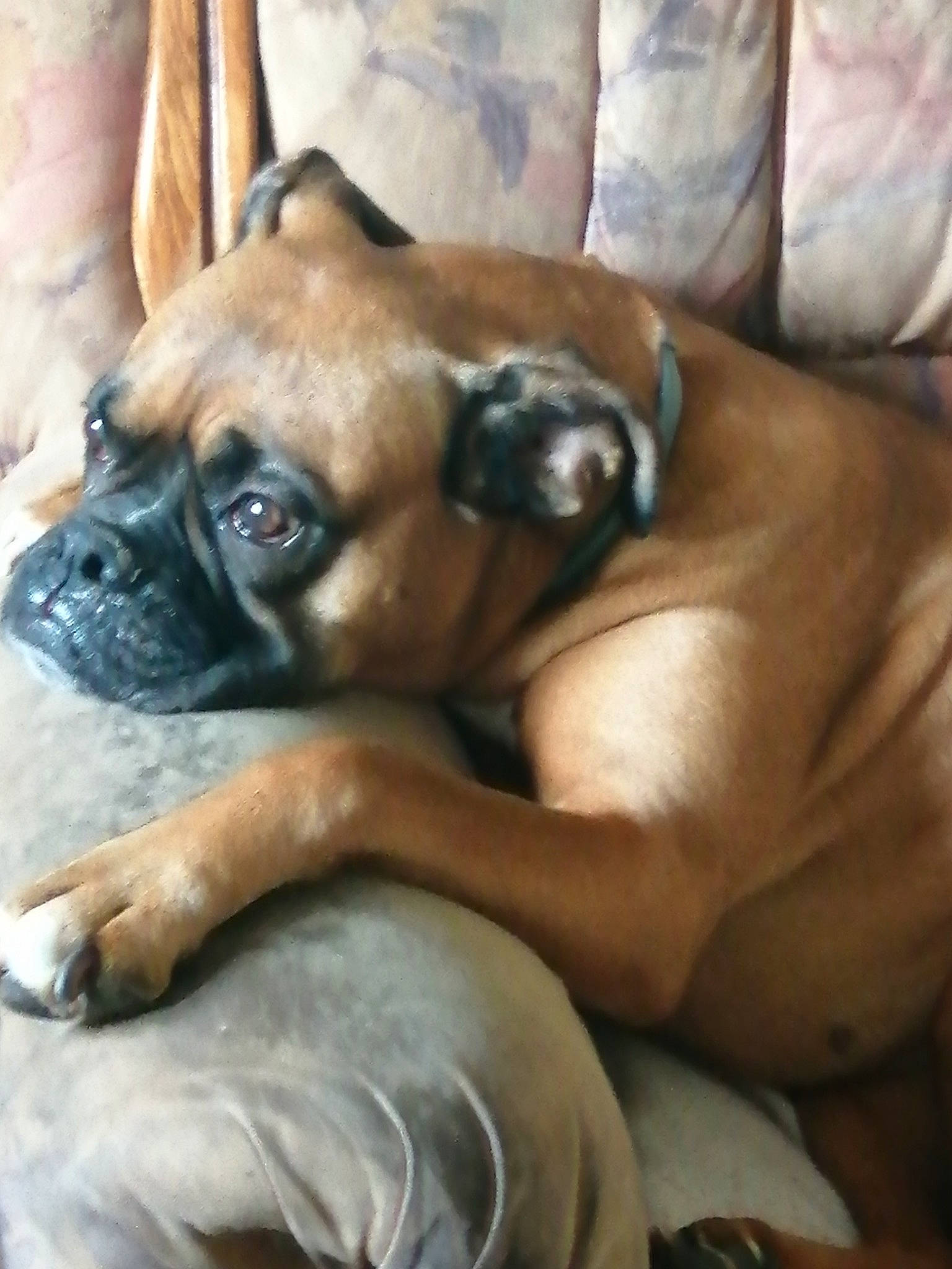 Diane participe au concours pour gagner de l'argent avec cette photo : bored, boxer, canidae, carnivore, comfort, companion_dog, dog, dog_breed, dog_supply, ear, fawn, liver, snout, sporting_group, terrestrial_animal, toy_dog, whiskers, working_animal, working_dog, wrinkle