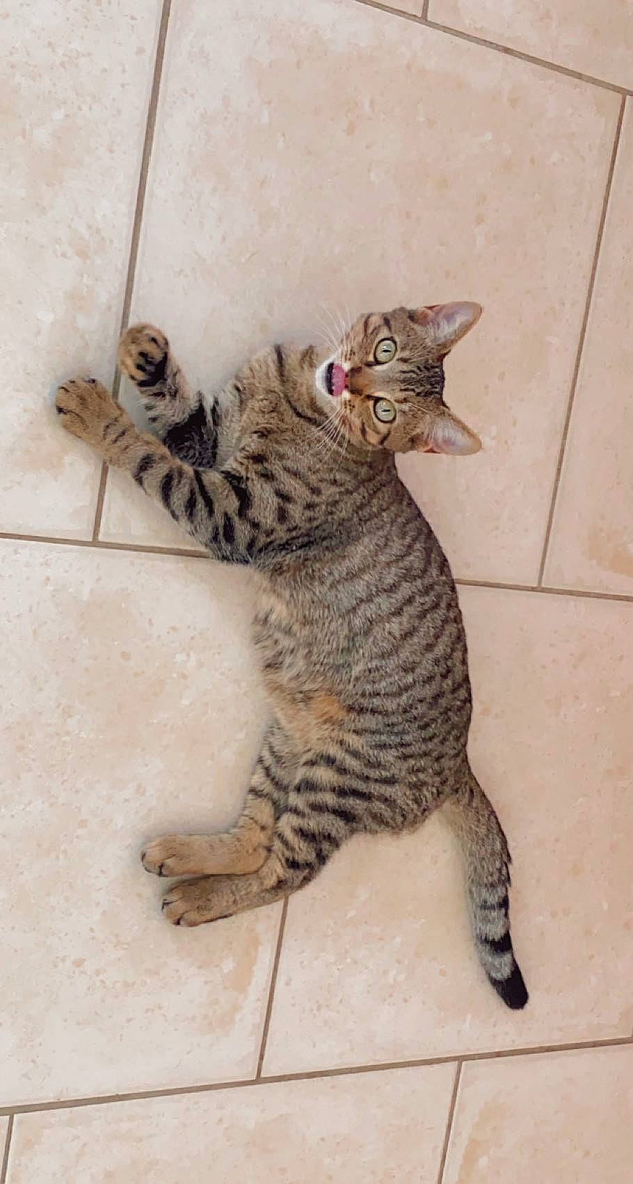 Bob participe au concours pour gagner de l'argent avec cette photo : art, carnivore, cat, claw, domestic_short_haired_cat, felidae, foot, fur, paw, sitting, small_to_medium_sized_cats, snout, tail, terrestrial_animal, whiskers