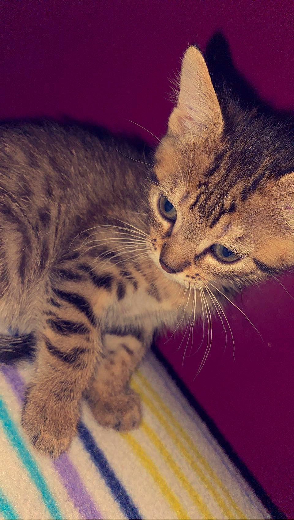 Bob participe au concours pour gagner de l'argent avec cette photo : carnivore, cat, claw, domestic_short_haired_cat, ear, eye, felidae, fur, organism, paw, sky, small_to_medium_sized_cats, snout, tail, whiskers