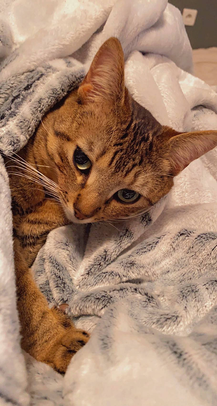 Bob participe au concours pour gagner de l'argent avec cette photo : carnivore, cat, claw, close_up, comfort, domestic_short_haired_cat, eye, fawn, felidae, fur, illustration, nap, paw, small_to_medium_sized_cats, snout, terrestrial_animal, textile, whiskers, wildlife, window