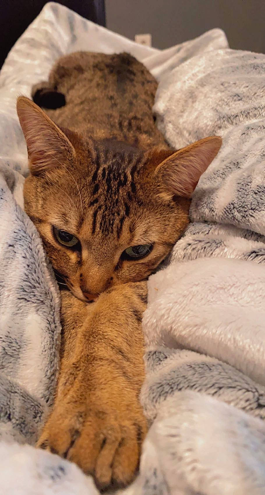 Bob a rejoint le concours — aidez-le/la à gagner de superbes lots ! bobcat, carnivore, cat, claw, close_up, comfort, domestic_short_haired_cat, eye, fawn, felidae, fur, linens, paw, small_to_medium_sized_cats, snout, tail, terrestrial_animal, whiskers, wildlife, wood