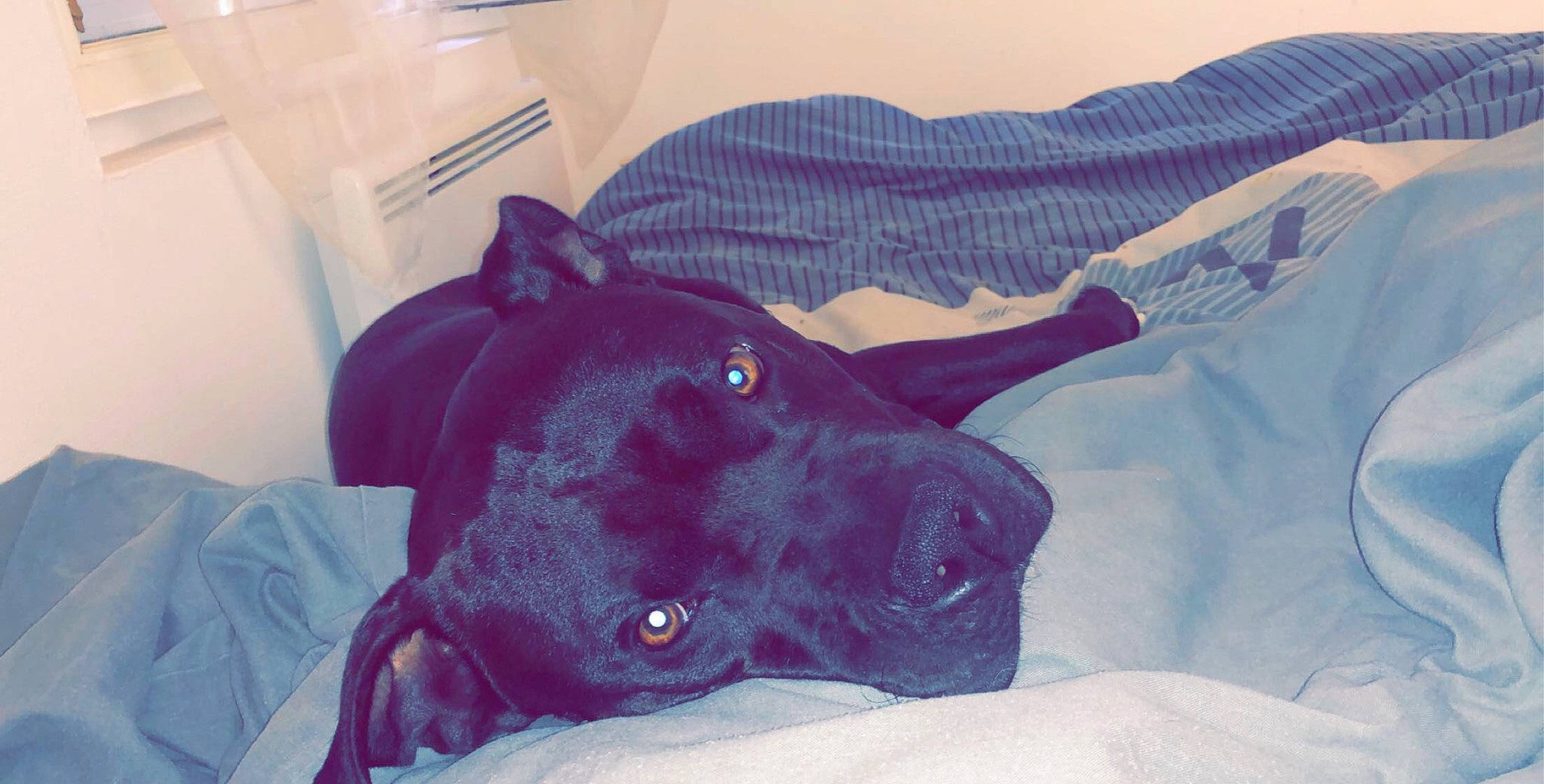 Tayron participe au concours pour gagner de l'argent avec cette photo : borador, canidae, carnivore, comfort, companion_dog, dog, dog_breed, ear, electric_blue, fawn, guard_dog, non_sporting_group, snout, sporting_group, working_animal