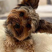 Trudy joined the competition — help win amazing prizes! adorable, animal, bed, blanket, companion, cozy, curious, cute, cute_pet, dog, domestic_animal, ears, fluffy, fur, indoor, laying_down, pet, portrait, small_dog, soft_texture