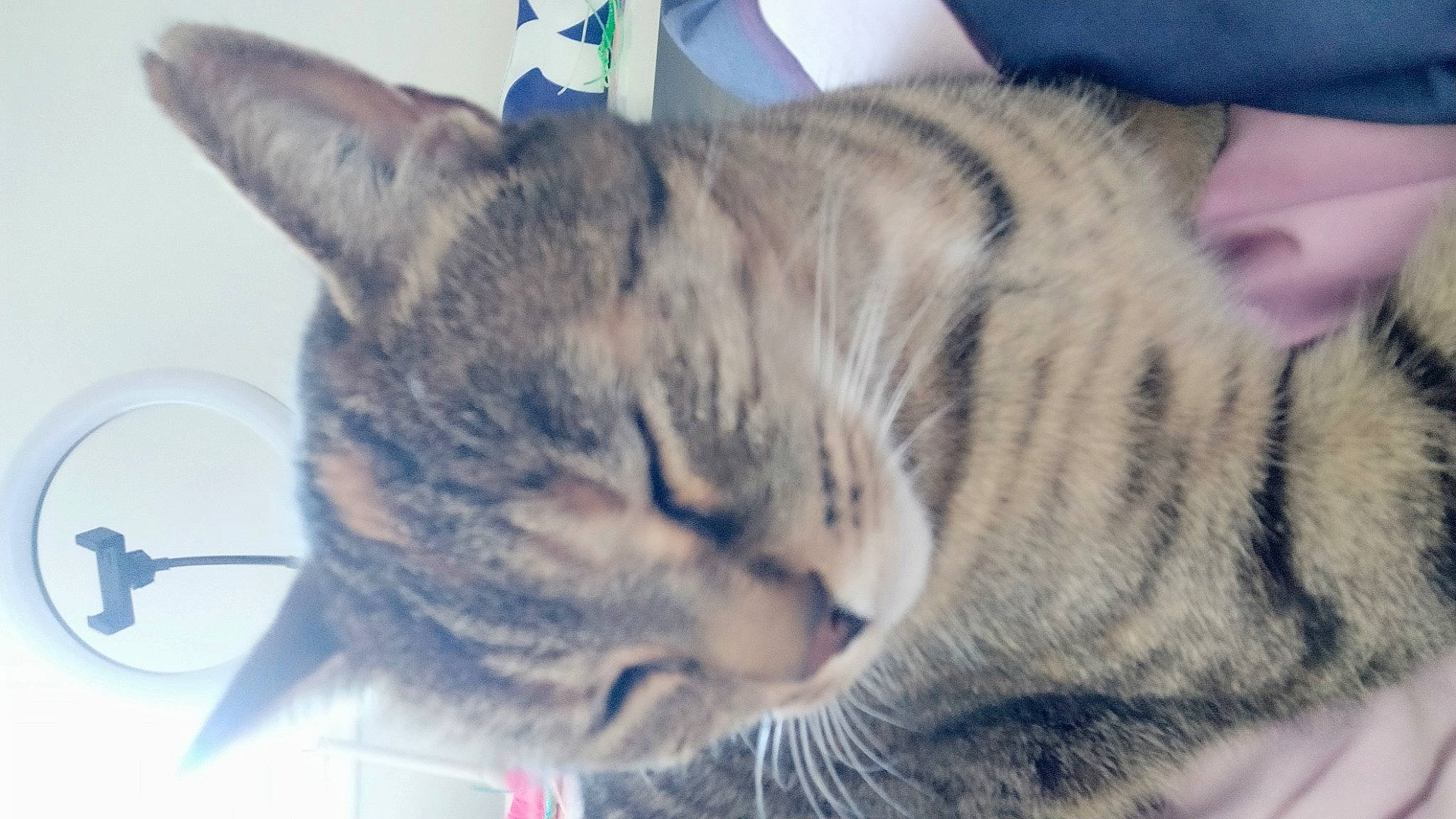 Pistache a rejoint le concours — aidez-le/la à gagner de superbes lots ! carnivore, cat, comfort, domestic_short_haired_cat, ear, eye, felidae, fur, iris, nap, paw, small_to_medium_sized_cats, snout, tree, whiskers, wildlife