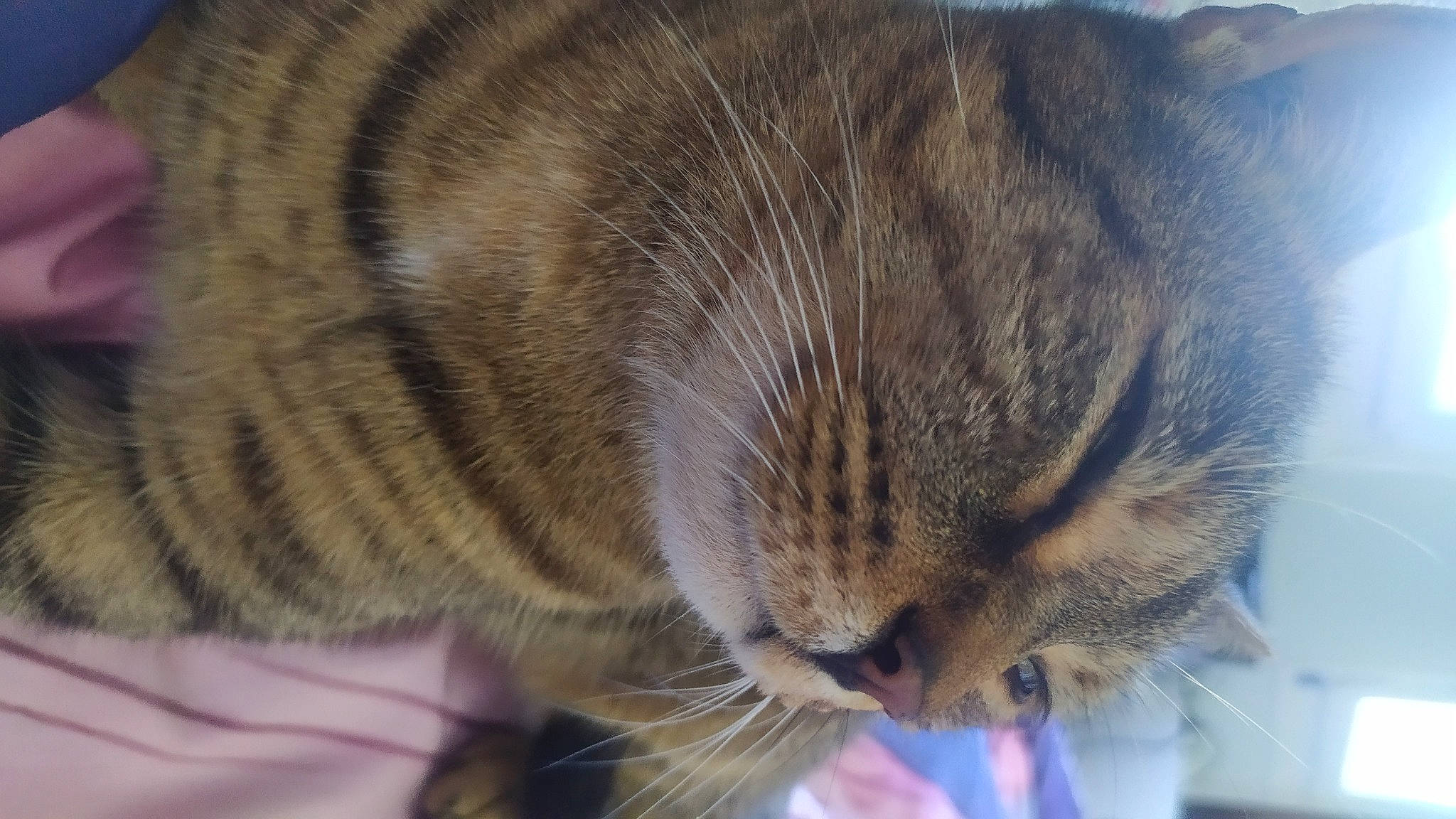 Pistache participe au concours pour gagner de l'argent avec cette photo : carnivore, cat, comfort, domestic_short_haired_cat, ear, felidae, fur, nap, paw, sleep, small_to_medium_sized_cats, snout, tail, terrestrial_animal, whiskers