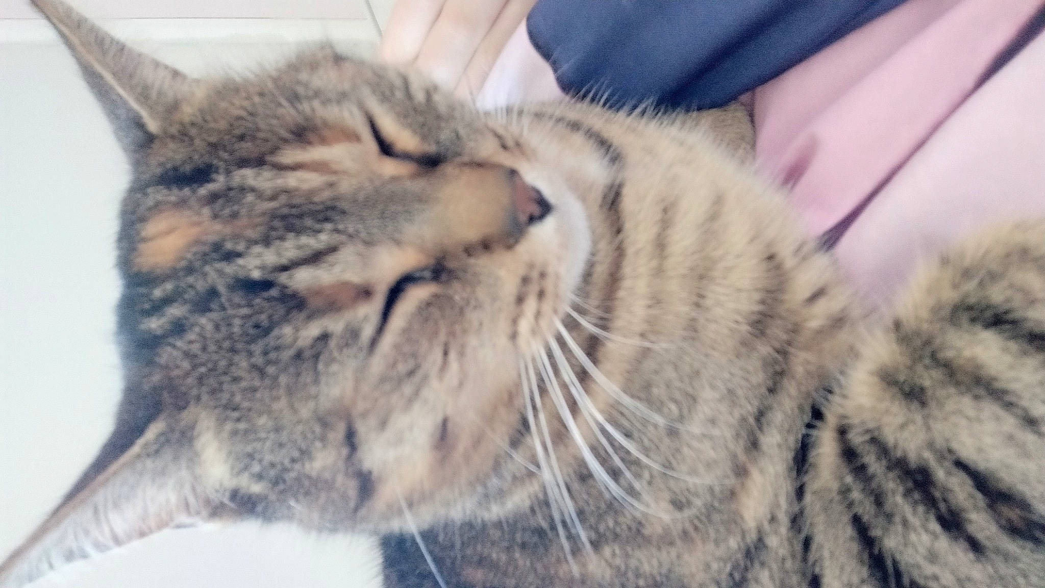 Pistache participe au concours pour gagner de l'argent avec cette photo : carnivore, cat, claw, close_up, comfort, domestic_short_haired_cat, felidae, fur, mammal, paw, small_to_medium_sized_cats, snout, terrestrial_animal, vertebrate, whiskers, wildlife