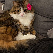 Prada participe au concours pour gagner de l'argent avec cette photo : cat, fluffy, flower, pink_flower, couch, gray_couch, relaxed, pet, domestic_cat, fur, white_paws, tabby, indoor, cozy, cute, animal, whiskers, ears, tail, resting