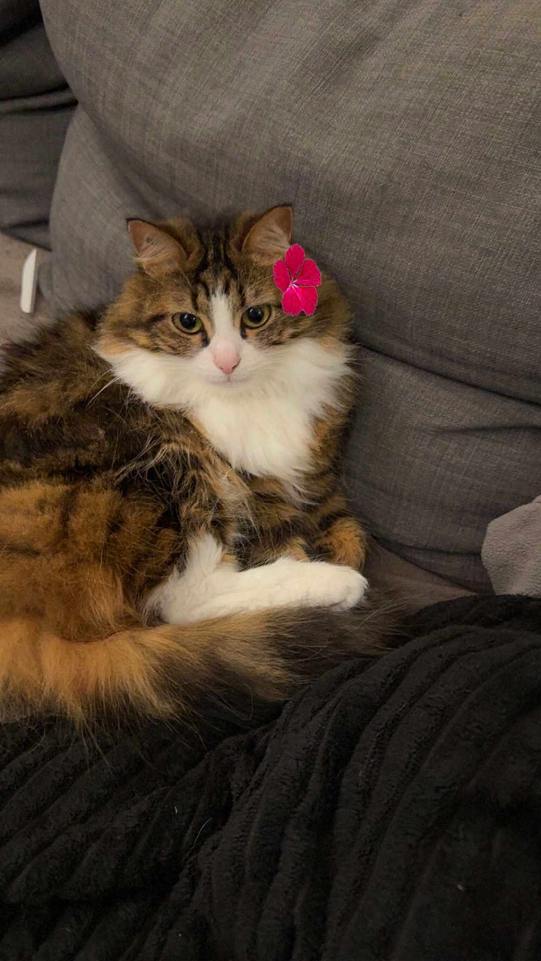 Prada participe au concours pour gagner de l'argent avec cette photo : cat, fluffy, flower, pink_flower, couch, gray_couch, relaxed, pet, domestic_cat, fur, white_paws, tabby, indoor, cozy, cute, animal, whiskers, ears, tail, resting