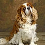 dog, cavalier_king_charles_spaniel, pet, curly_ears, brown_and_white, fluffy, sitting, wooden_floor, indoor, portrait, canine, animal, fur, looking_up, adorable, companion, cute, domestic_animal, studio_photo, background