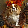 Laïko participe au concours pour gagner de l'argent avec cette photo : dog, cavalier_king_charles_spaniel, wicker_basket, autumn_leaves, vintage_camera, wooden_chest, globe, barrel, rope, fall_theme, brown, white, curly_fur, indoor, decor, portrait, animal, pet, floor, rustic