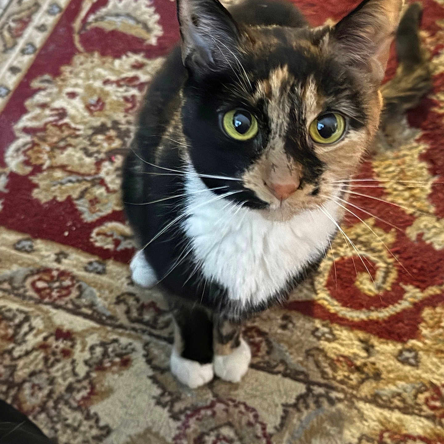 Cali is registered to the contest to win money with this photo: cat, calico, pet, animal, indoor, carpet, pattern, curious, green_eyes, whiskers, fur, cute, domestic_animal, small_animal, sitting, looking_up, floor, household, feline, closeup