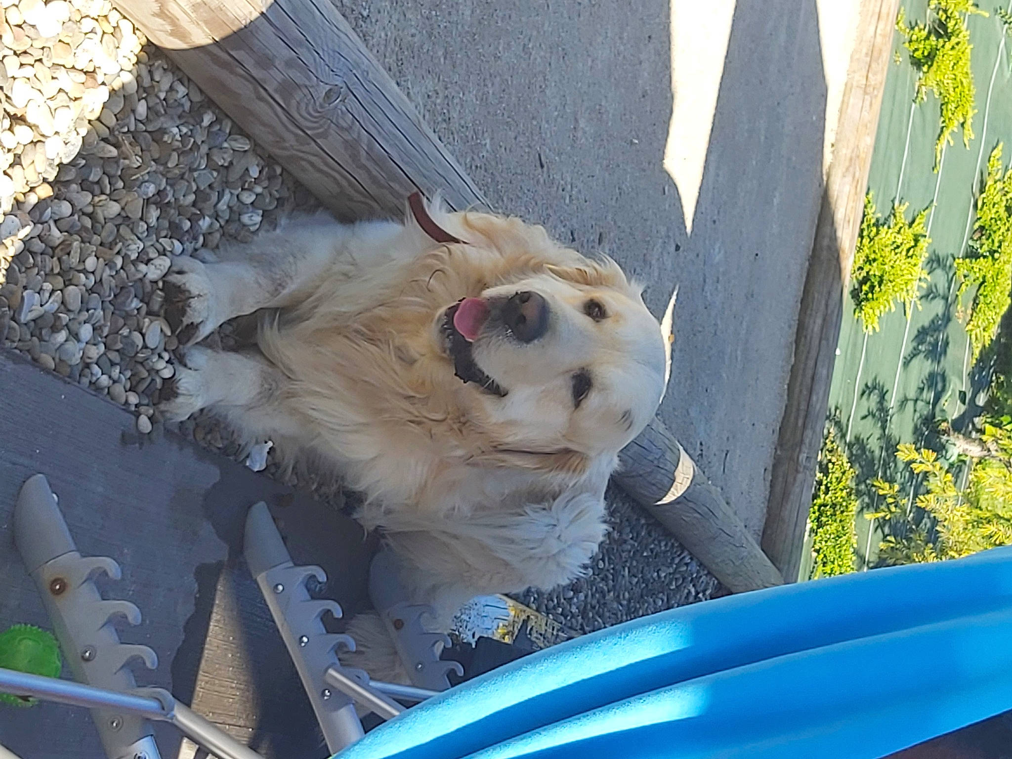 Onyx participe au concours pour gagner de l'argent avec cette photo : automotive_exterior, canidae, carnivore, companion_dog, dog, dog_breed, fawn, fur, non_sporting_group, pet_supply, plant, sporting_group, vehicle, vehicle_door, volpino_italiano, wood, working_animal