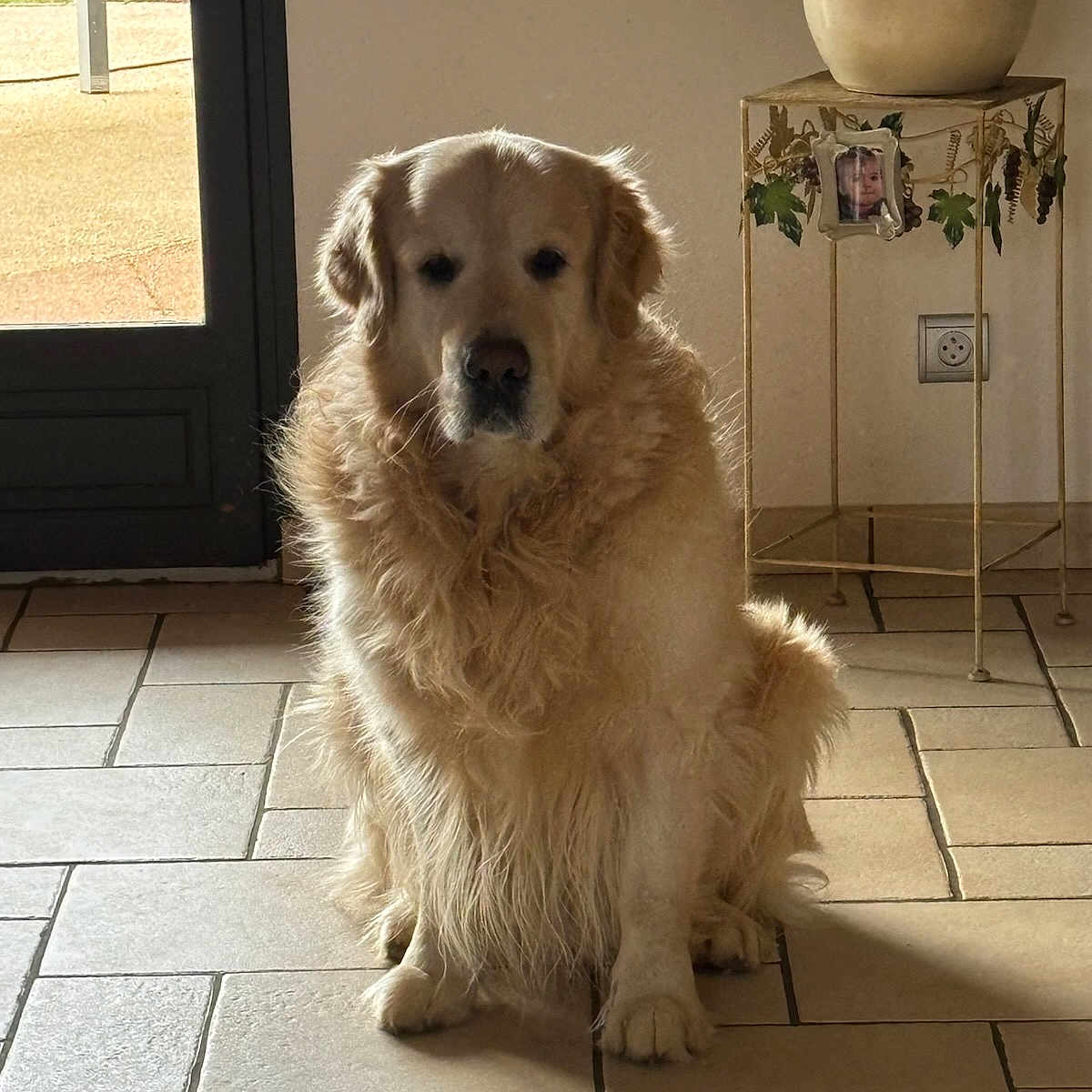 Onyx participe au concours pour gagner de l'argent avec cette photo : animal, canine, dog, door, goldenretriever, herbal, herbs, jar, path, person, pet, plant, planter, pottedplant, pottery, puppy, tile, vase, walkway, whitedog