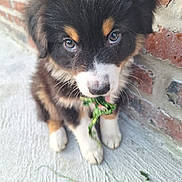 Aïko a rejoint le concours — aidez-le/la à gagner de superbes lots ! puppy, dog, young, fluffy, black, white, brown, cute, animal, pet, grass, chewing, concrete, brick_wall, outdoor, closeup, sitting, fur, nose, eyes