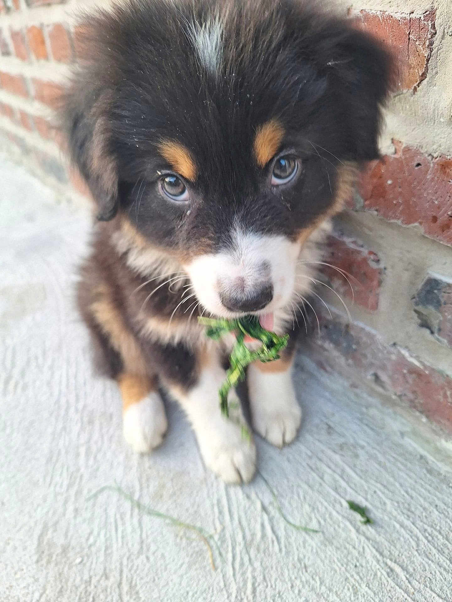 Aïko a rejoint le concours — aidez-le/la à gagner de superbes lots ! puppy, dog, young, fluffy, black, white, brown, cute, animal, pet, grass, chewing, concrete, brick_wall, outdoor, closeup, sitting, fur, nose, eyes